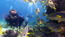 Lizard-Island---swimming-with-sweetlips.jpg