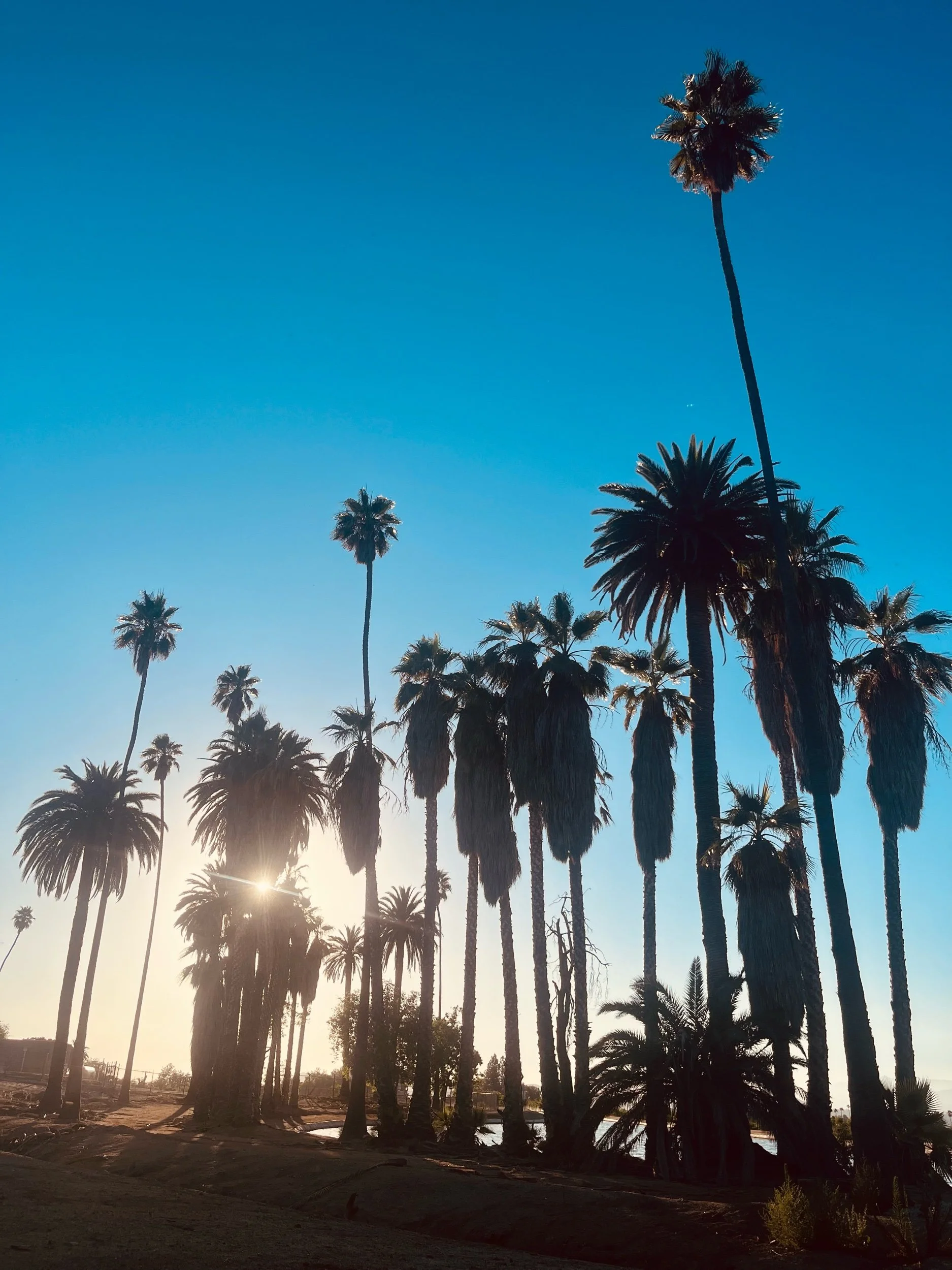 IMG_0585.jpeg (Copy)