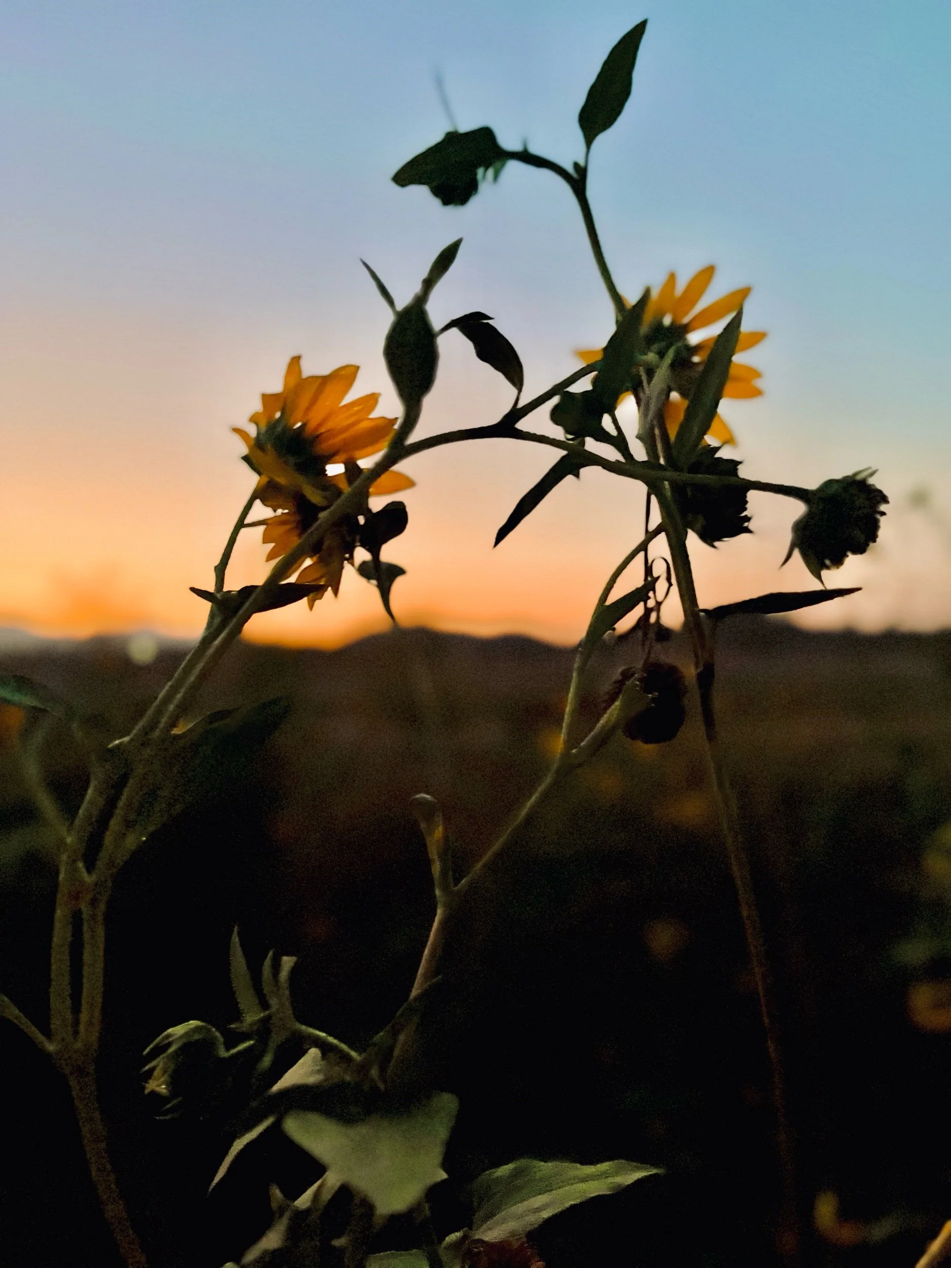 IMG_1612.jpeg (Copy)