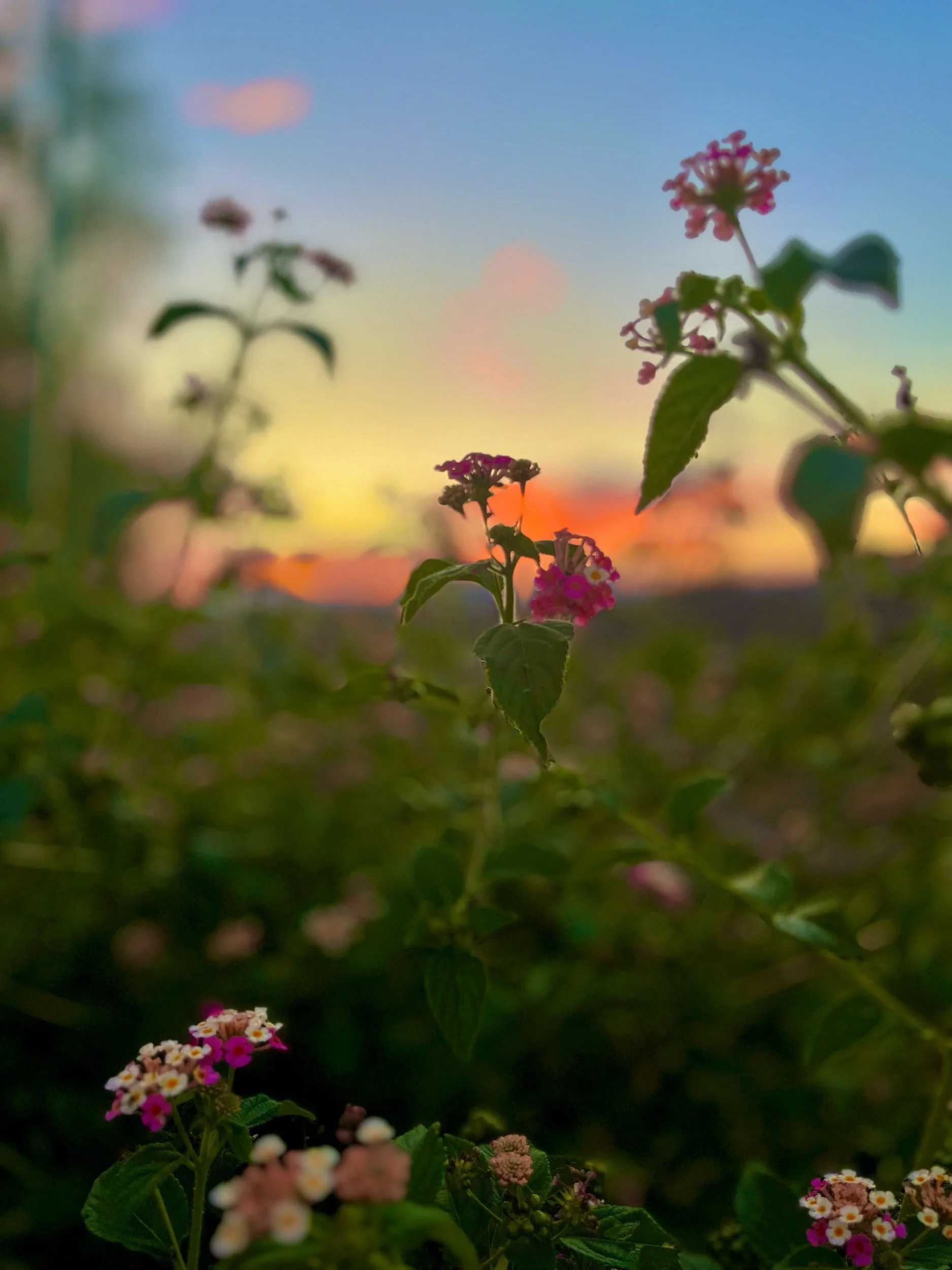 IMG_2352.jpeg (Copy)