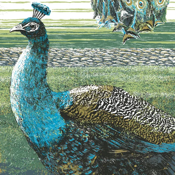 Peacock.jpg