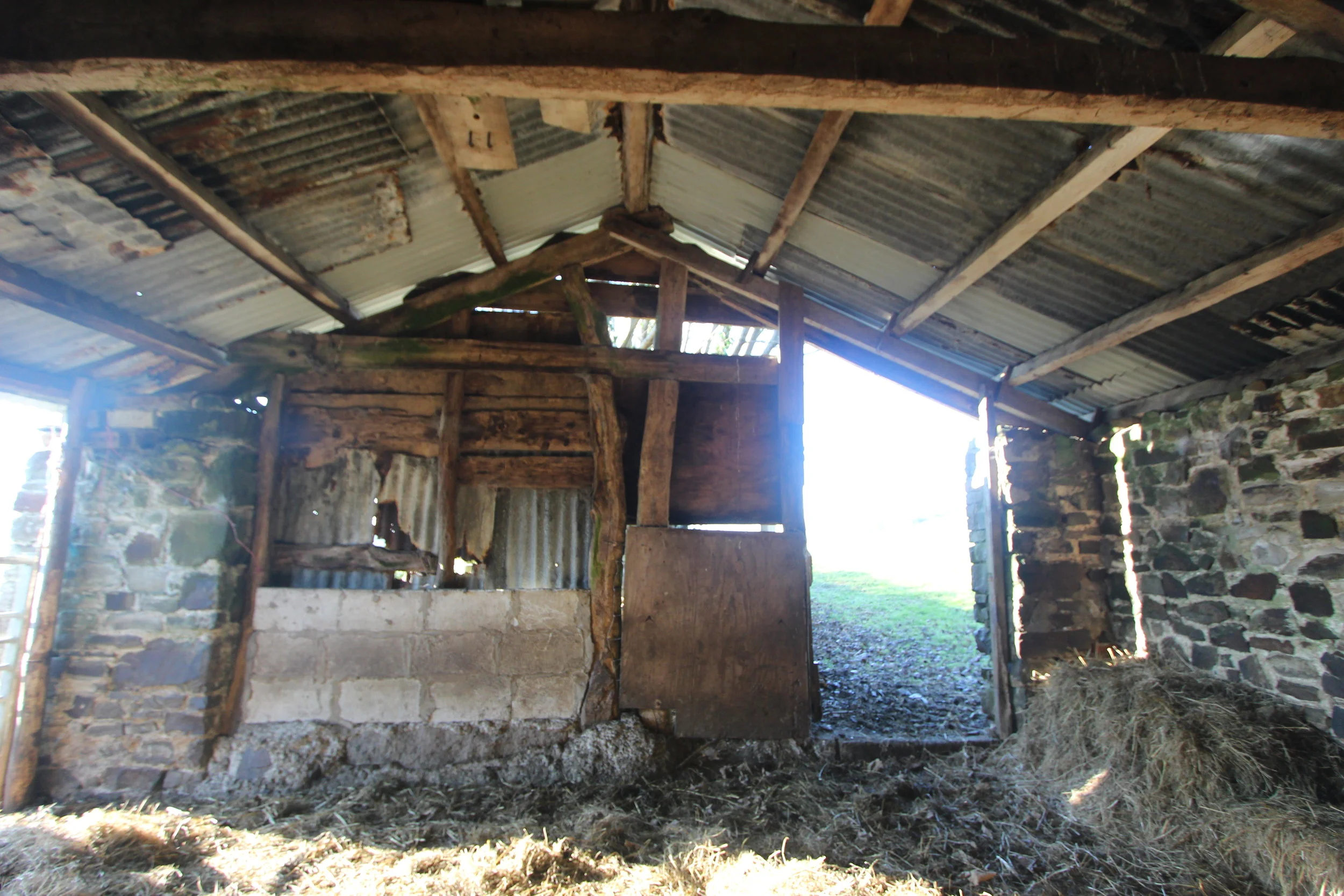 Existing Sheep Linney