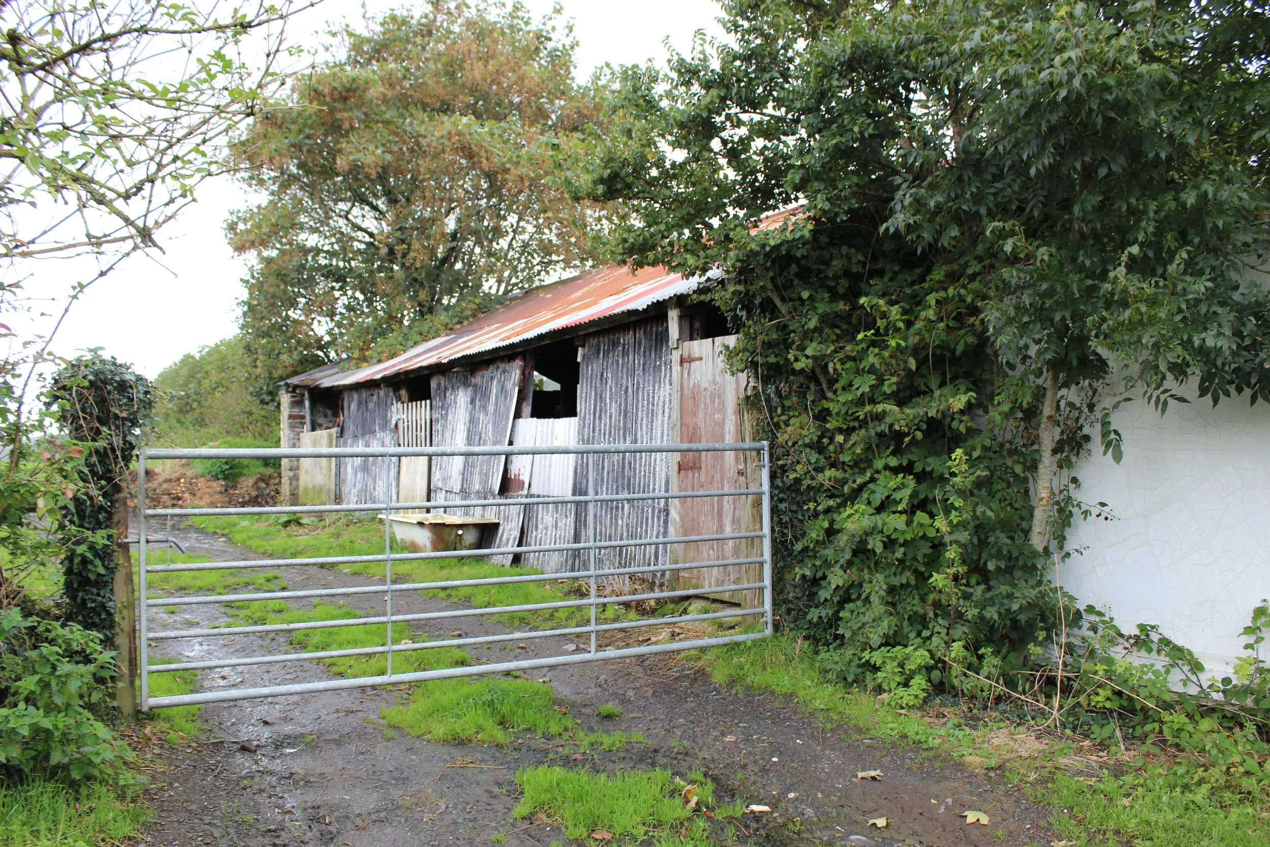 Existing Sheep Linney