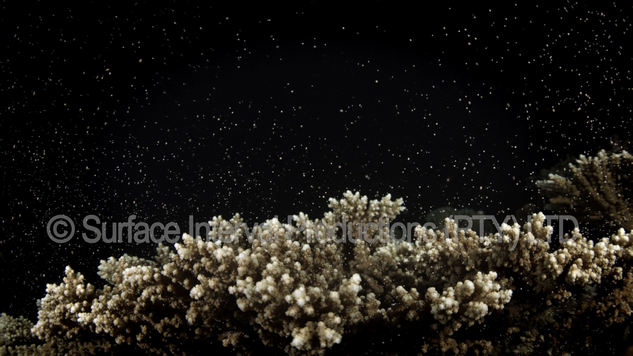 Coral spawninga.jpg