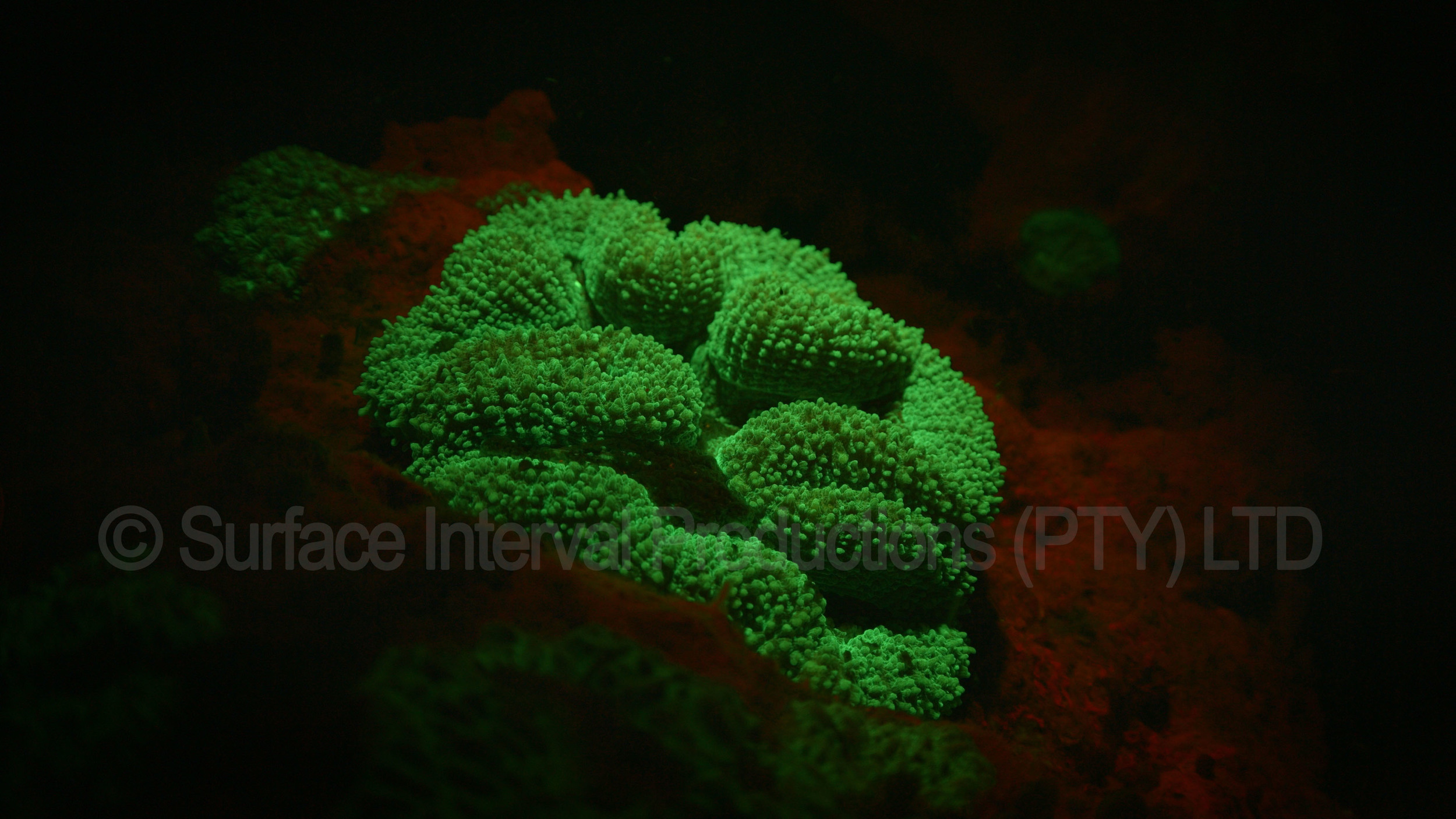 Floro shot od brain corala.jpg