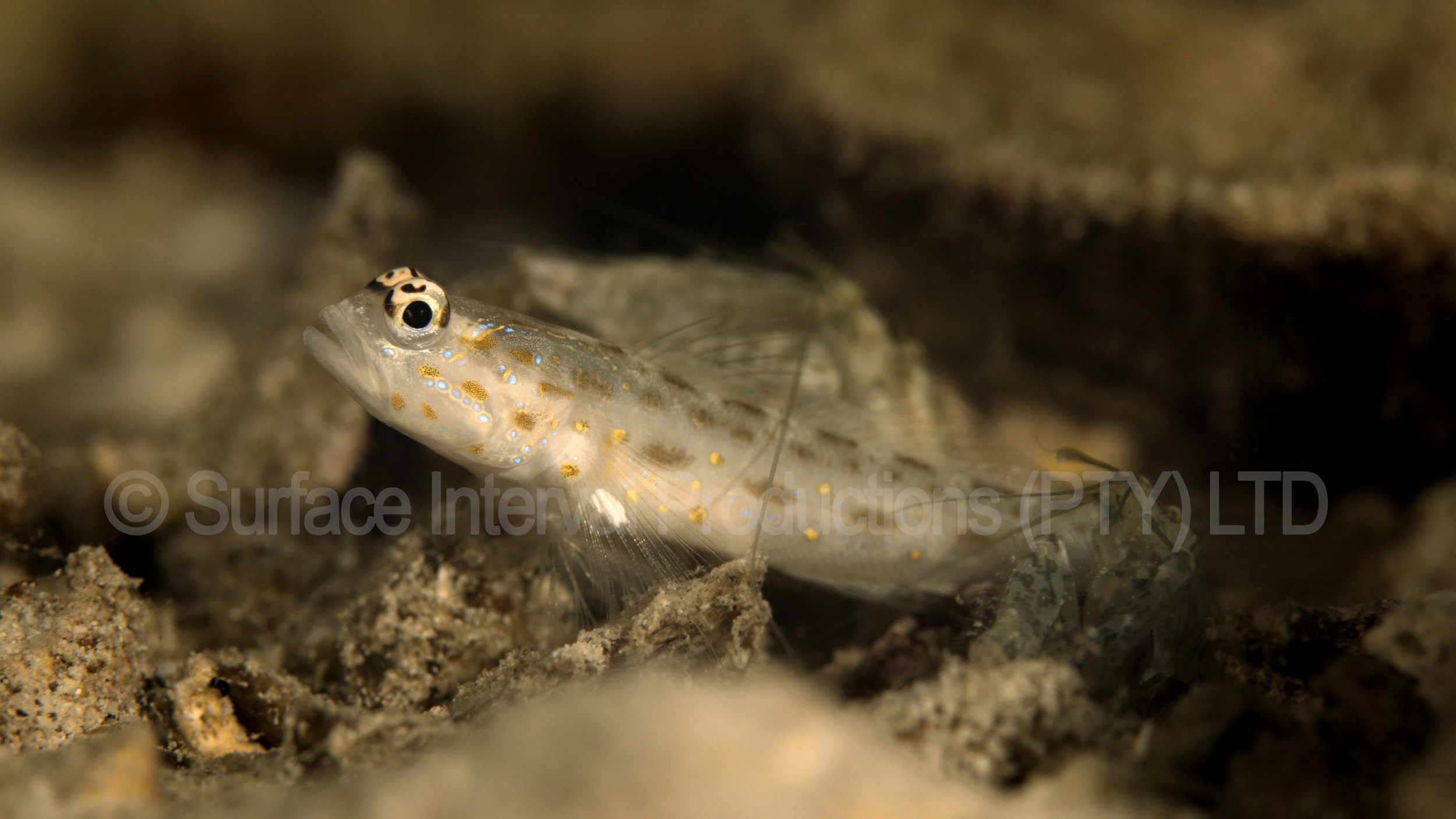 Goby 01a.jpg