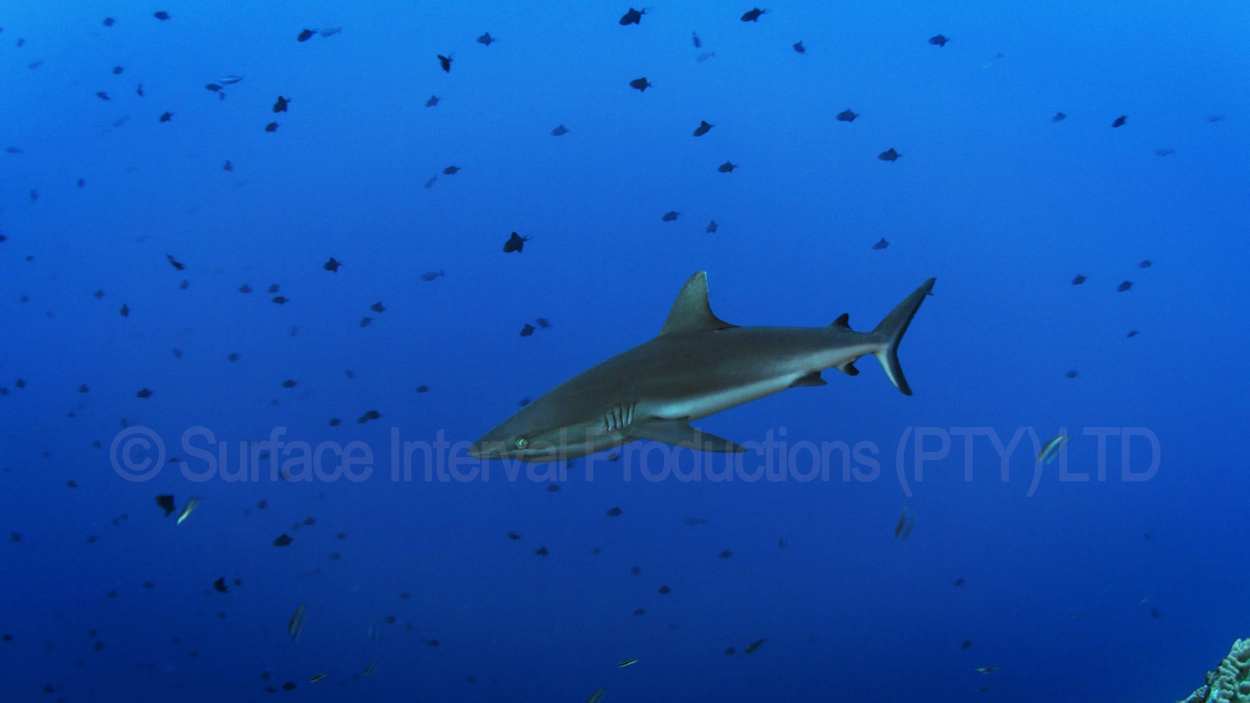 Shark 12a.jpg