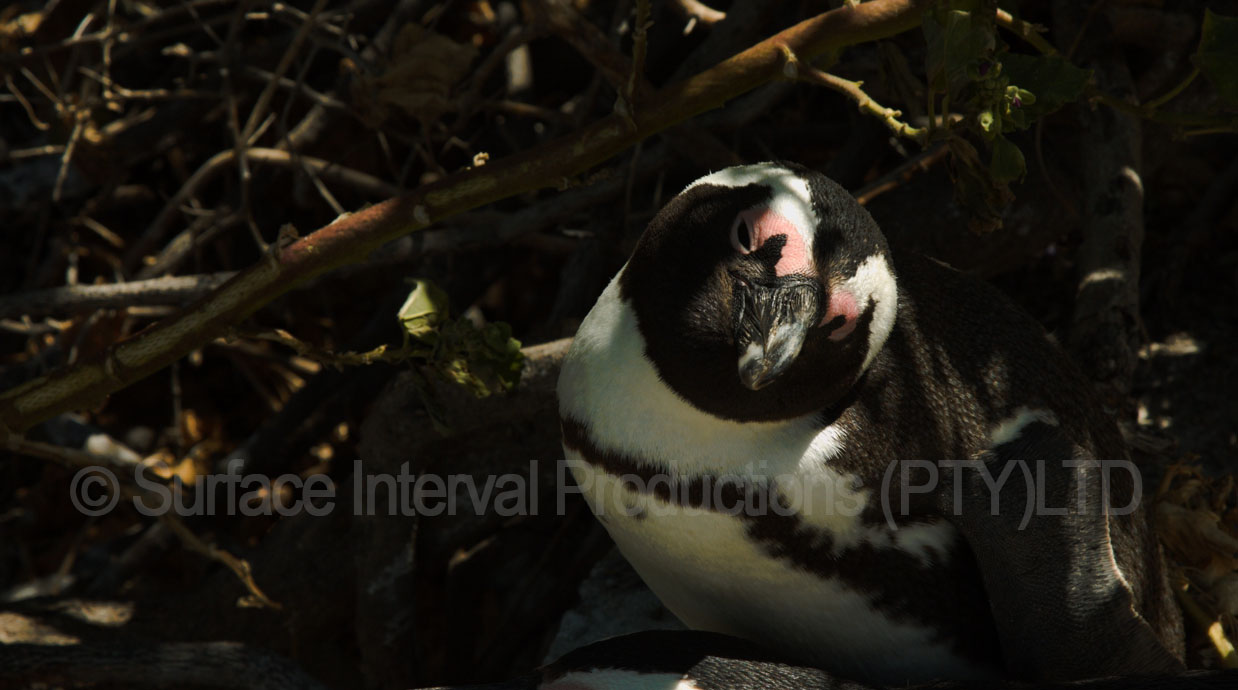 African Penguin.jpg