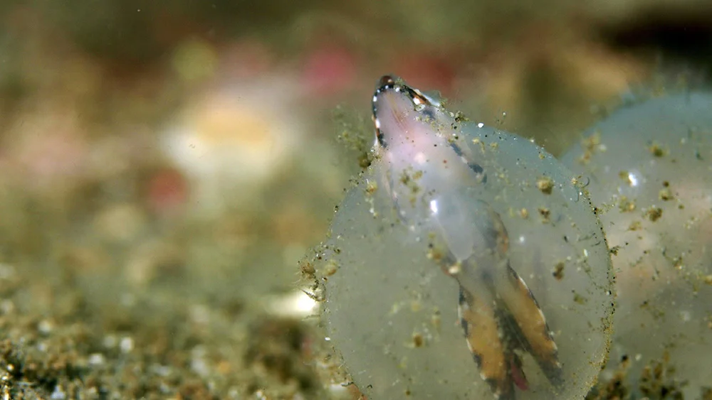 Cuttlefish Hatch 02.jpg