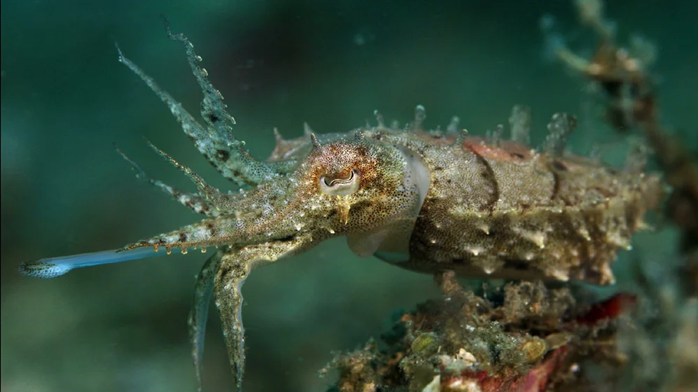 Cuttlefish toung.jpg