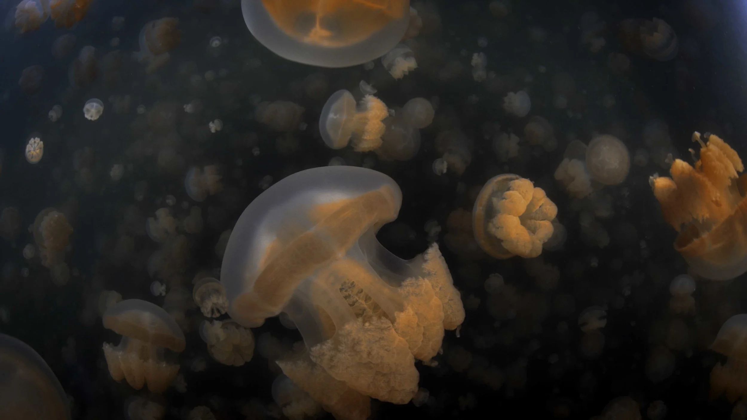 Jelly 01 02.jpg