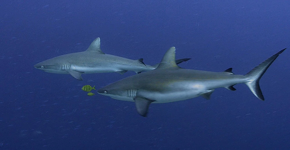 Shark 30.jpg