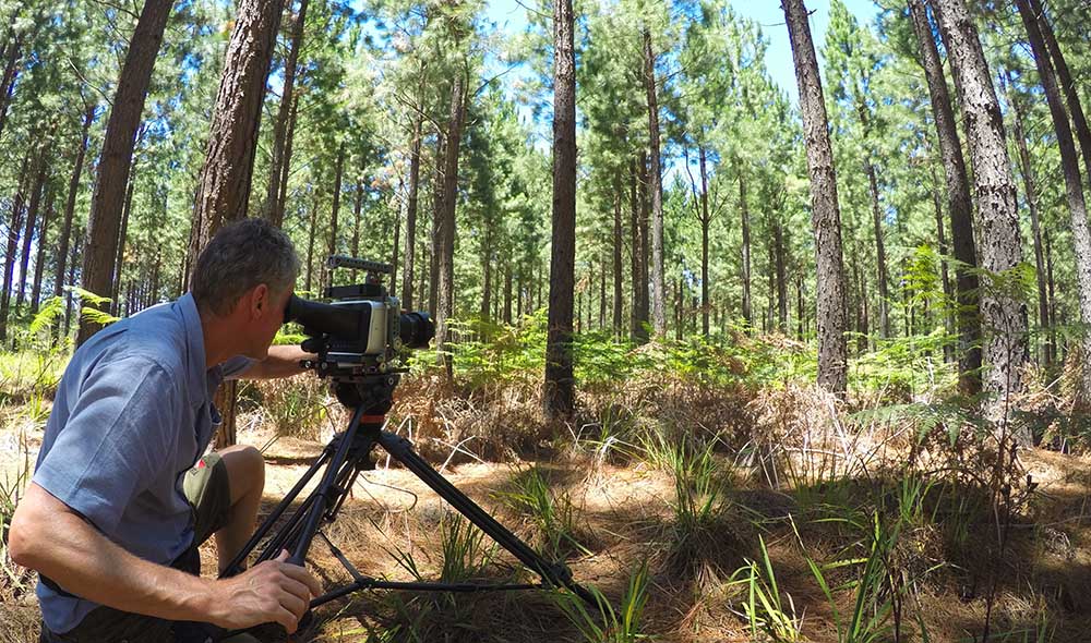 Russ filming in the Tsitsikama pine plantations.