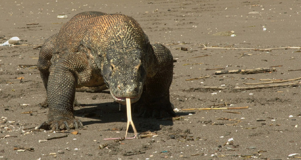 Komodo Dragon 01.jpg