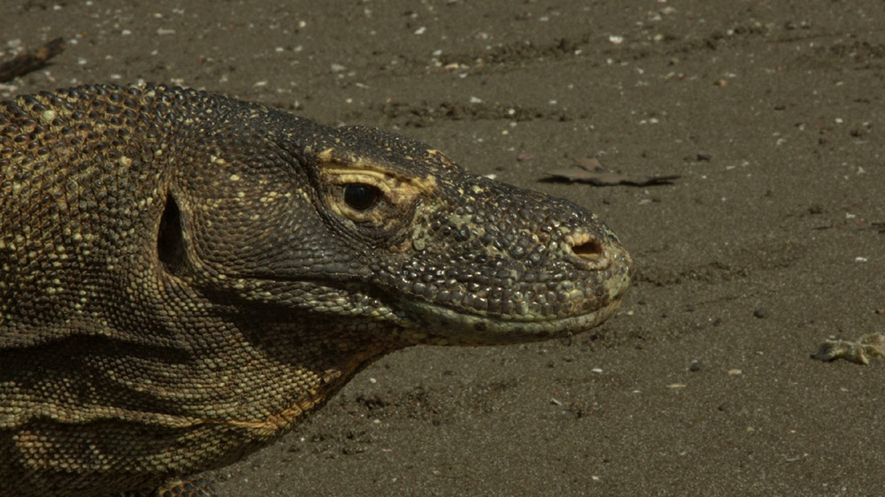 Komodo Dragon head 01.jpg