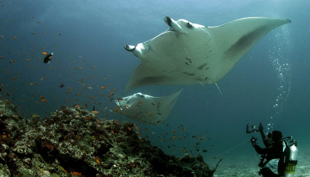 Barbara capturing some 4K GoPro footage of two Reef Manta Rays.