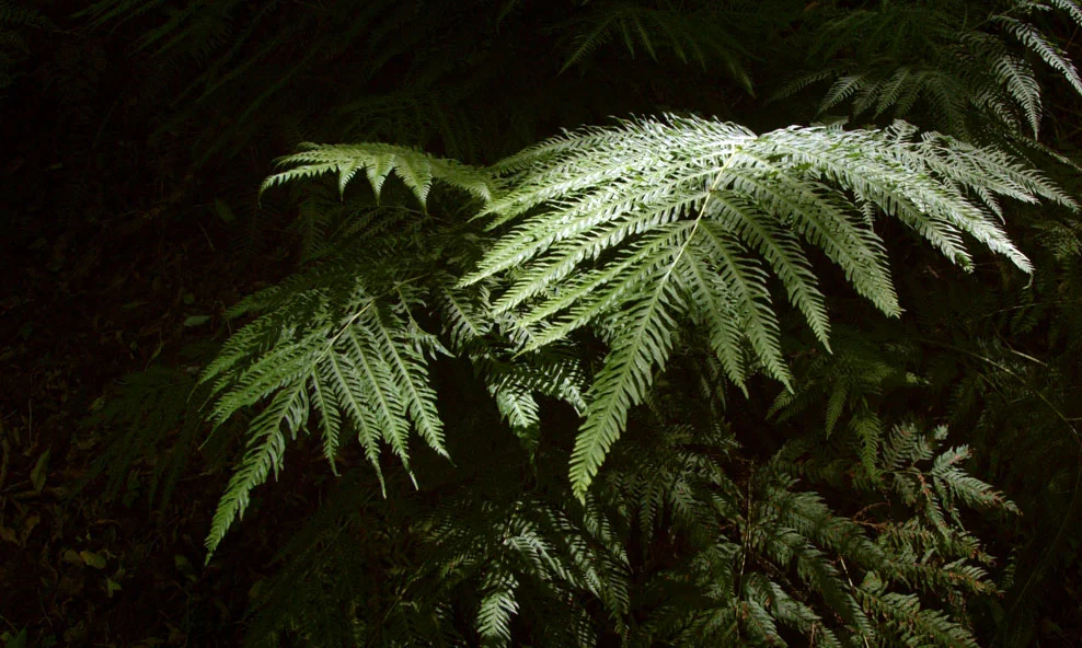 Untitled_1.28.1.jpg
