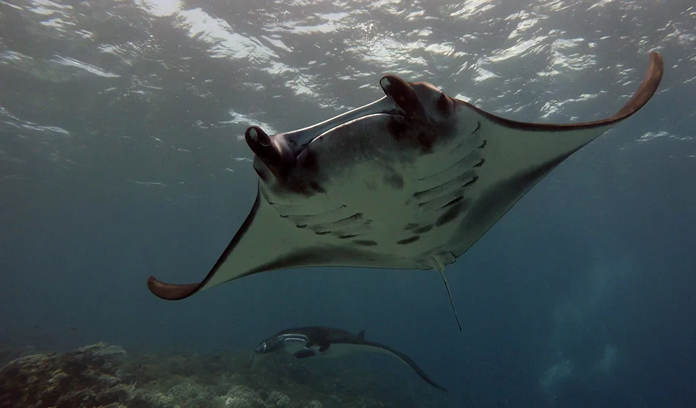 Manta over 02.jpg