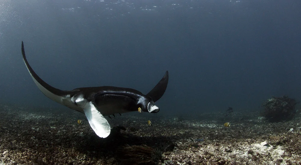 Manta from front 01.jpg