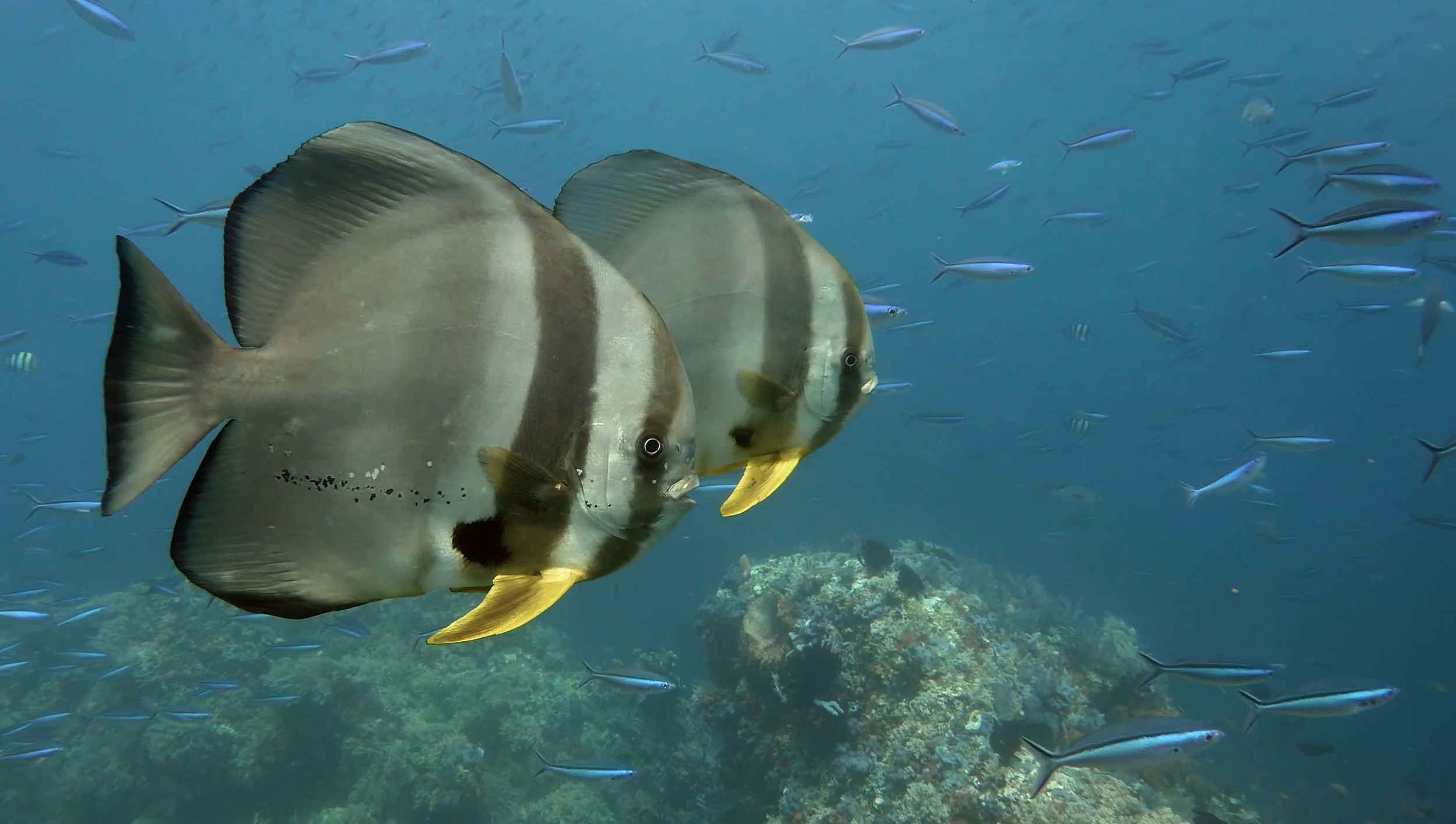 Batfish small.jpg