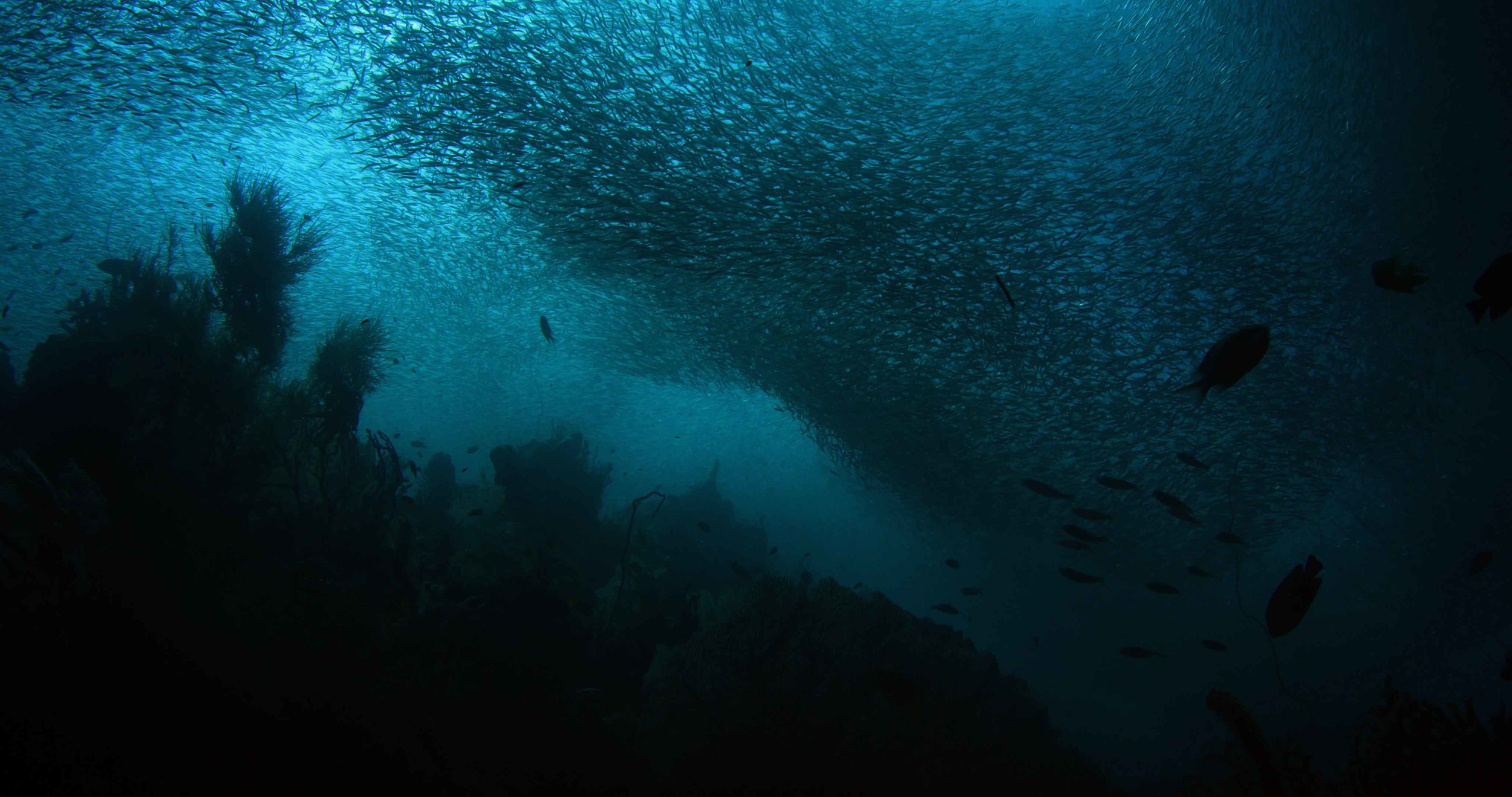 Clouds of fish small.jpg