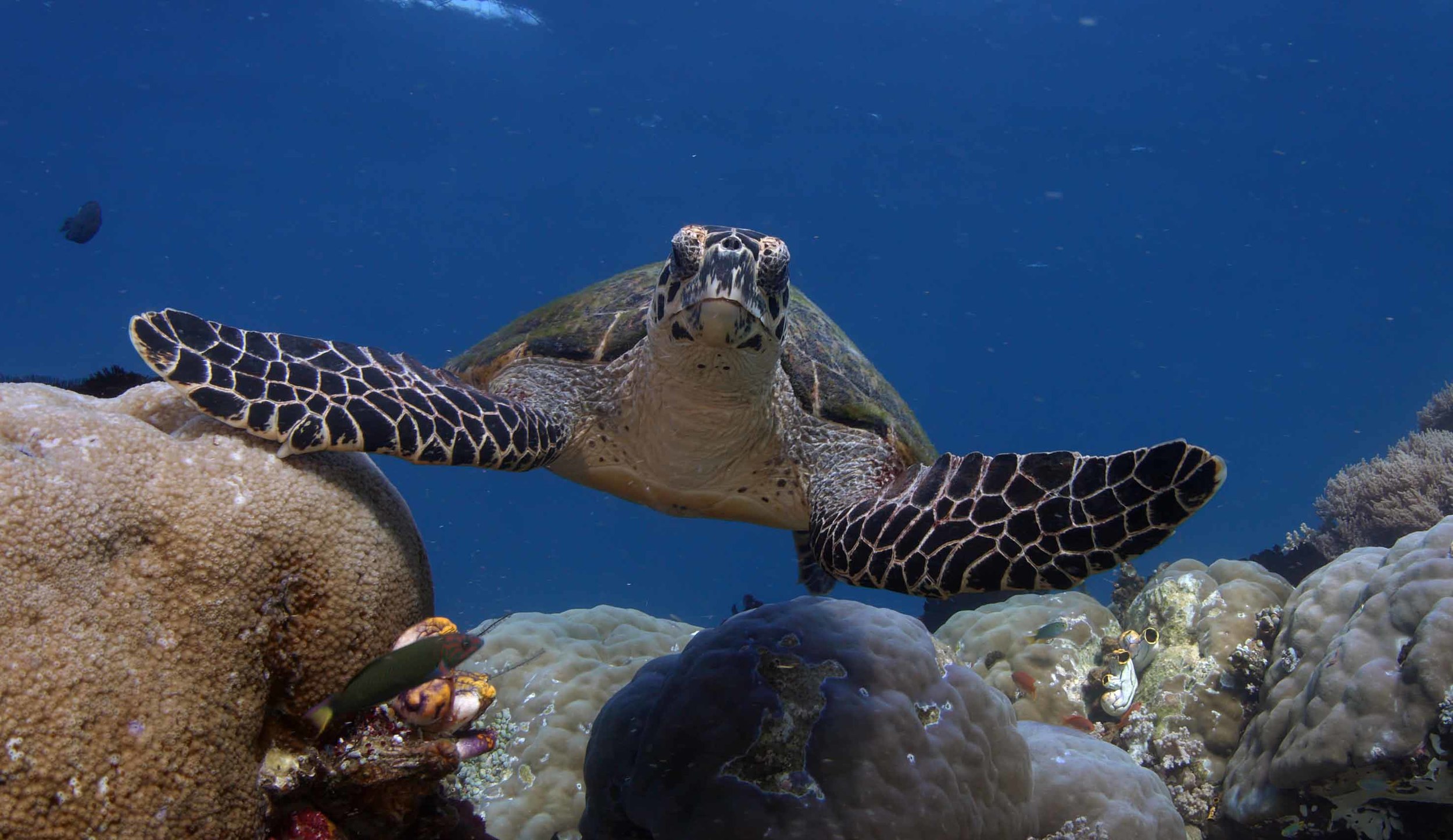 Hawksbill small.jpg