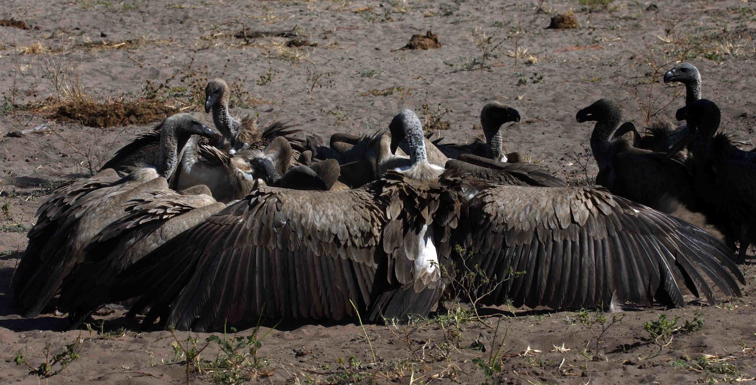 Vultures White Back.jpg