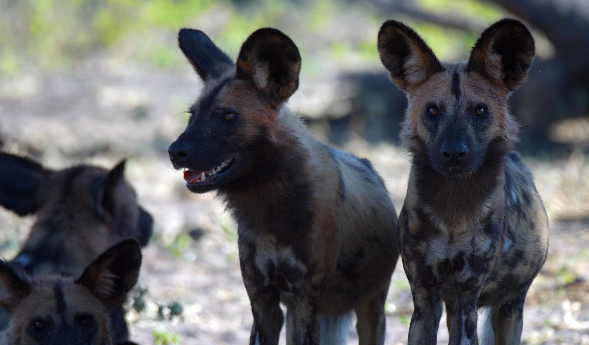 Wild Dogs.jpg