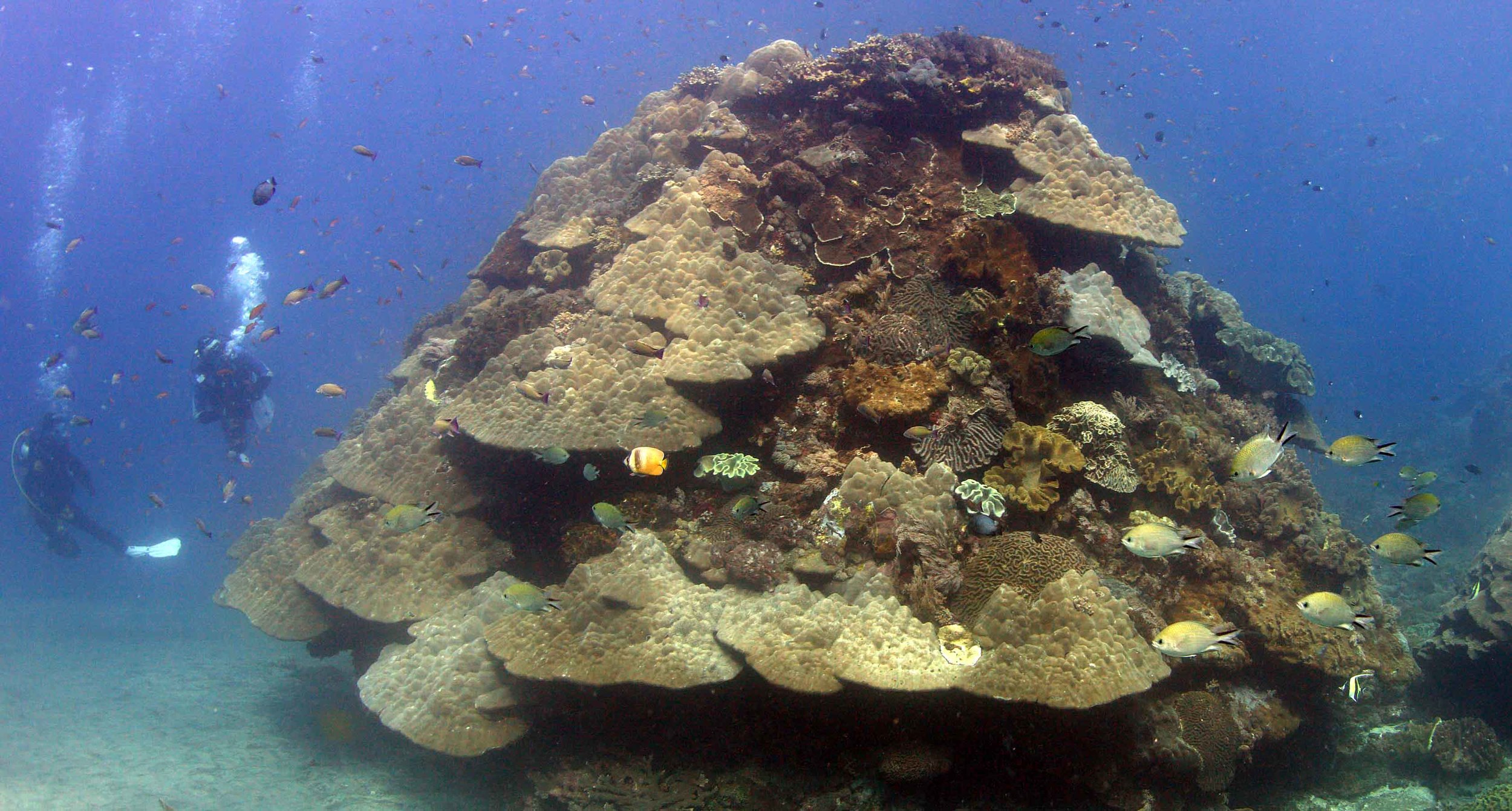 Coral Block with divers.jpg