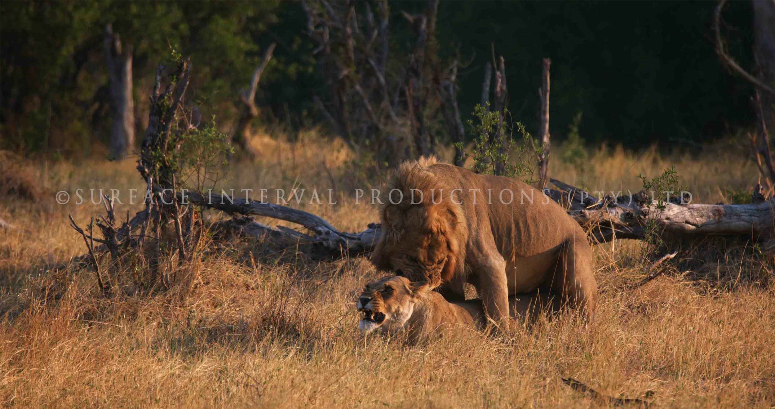 Lions 001ss.jpg