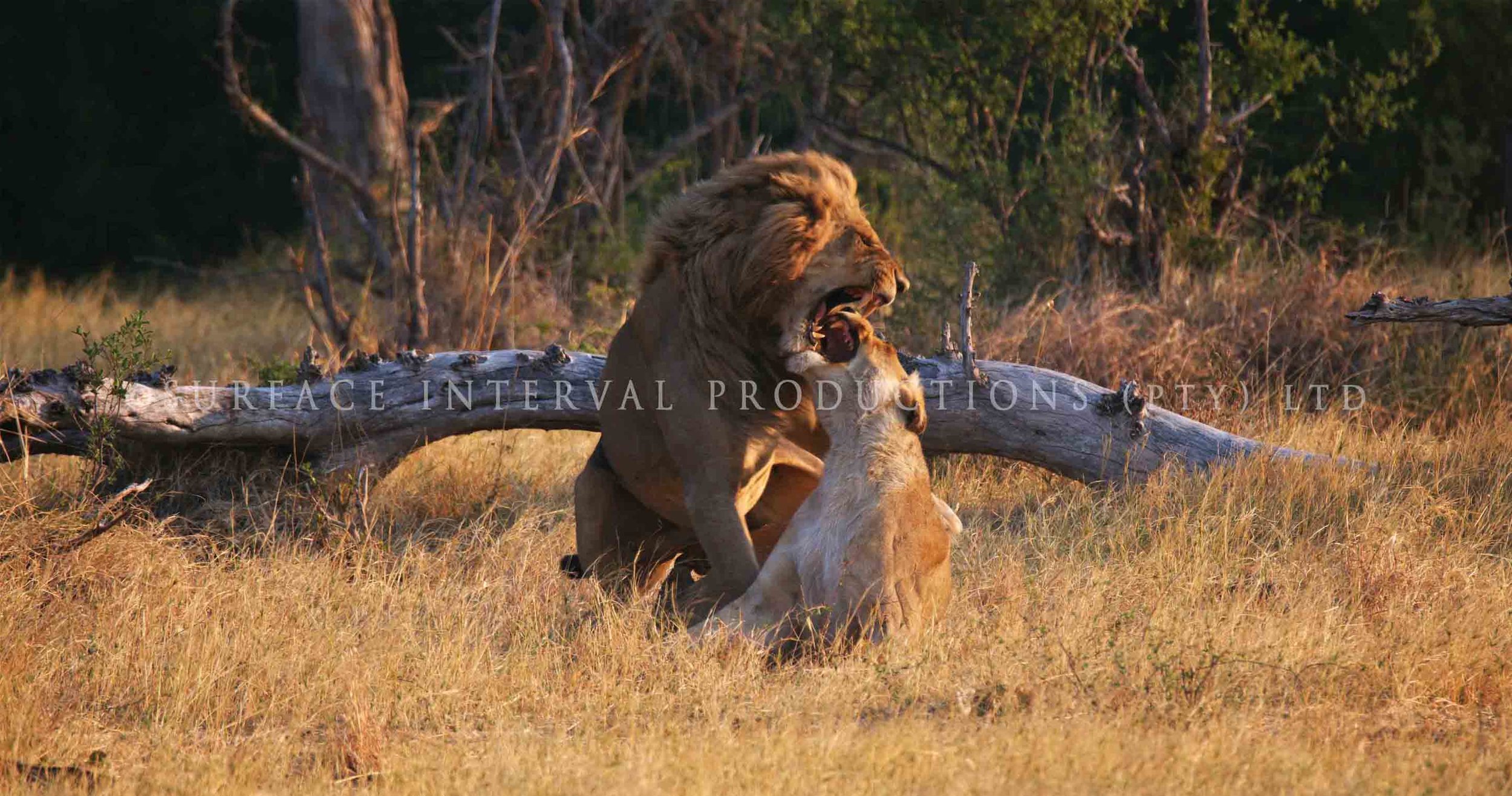 Lions 003ss.jpg