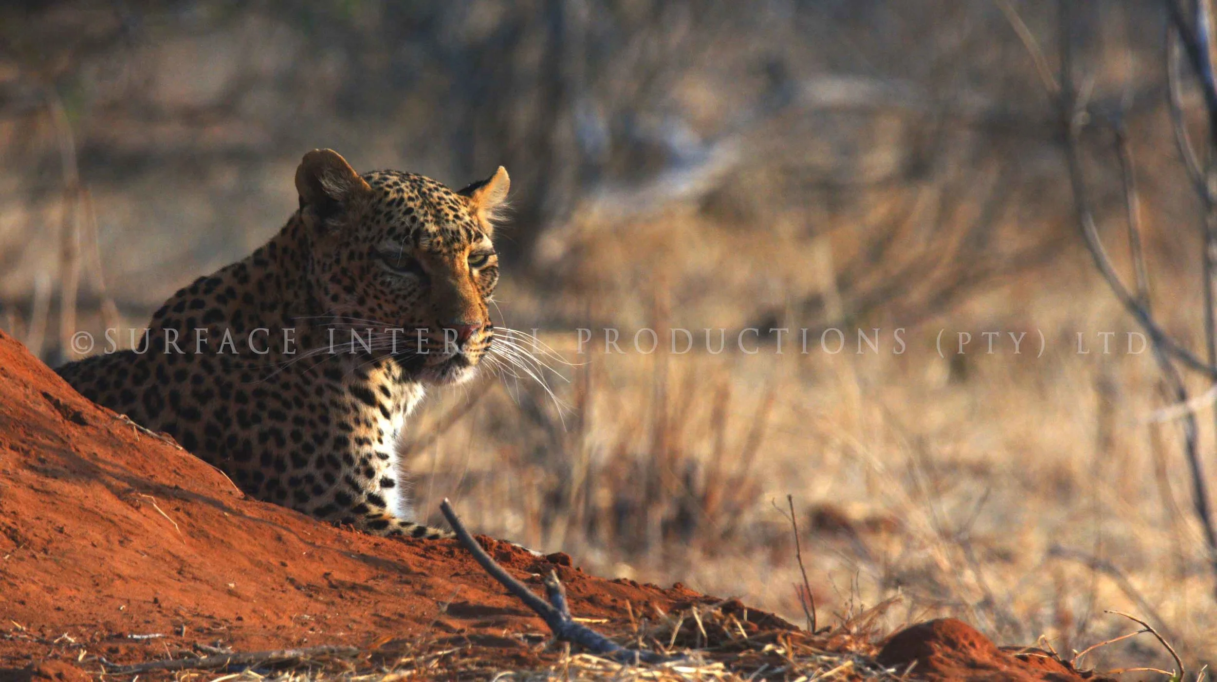 Leopard 011s.jpg
