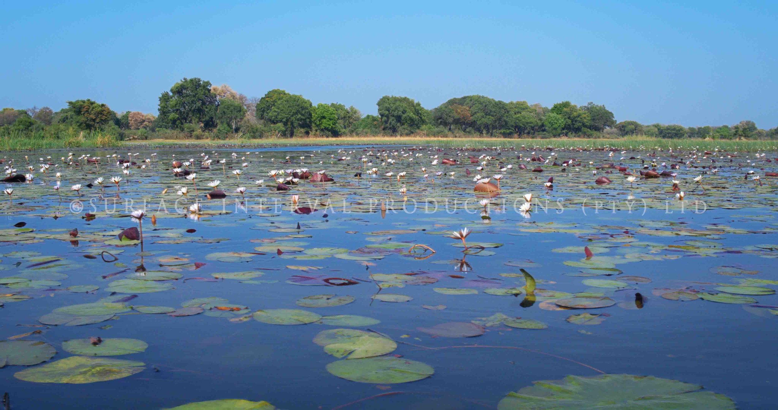 Okavango Delta 008s.jpg