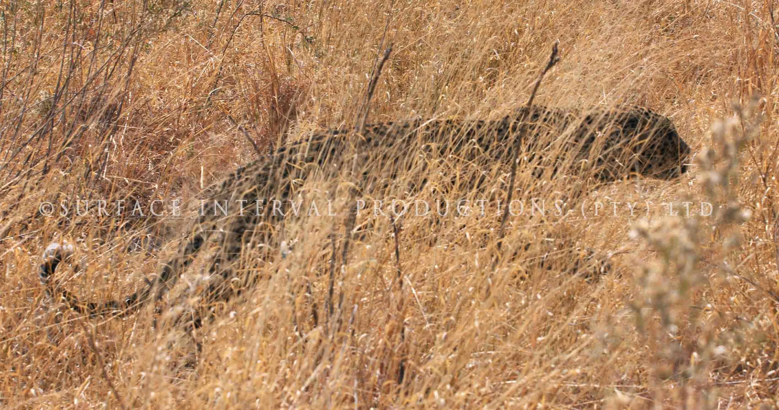 Leopard 023s.jpg