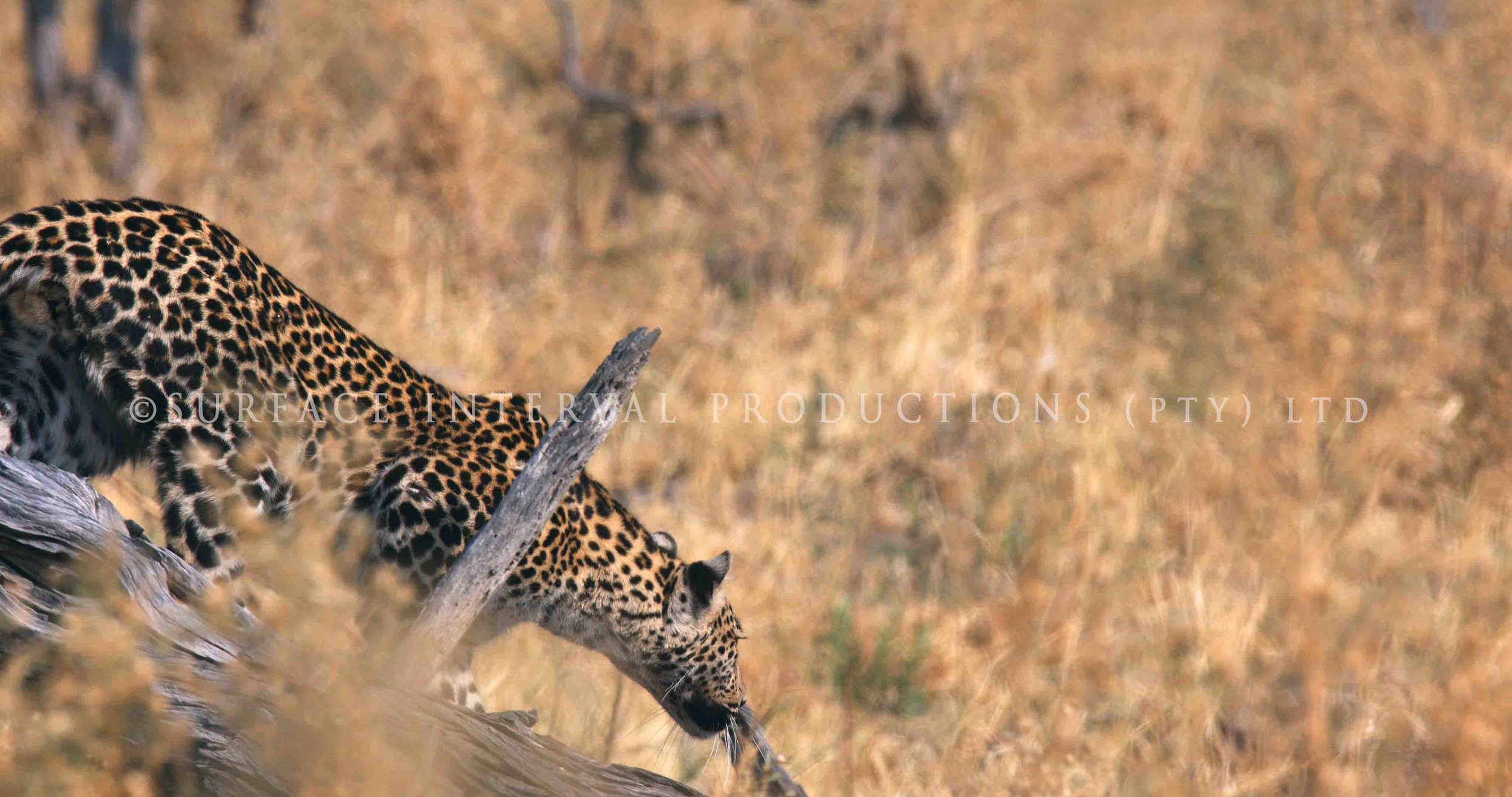 Leopard 022s.jpg