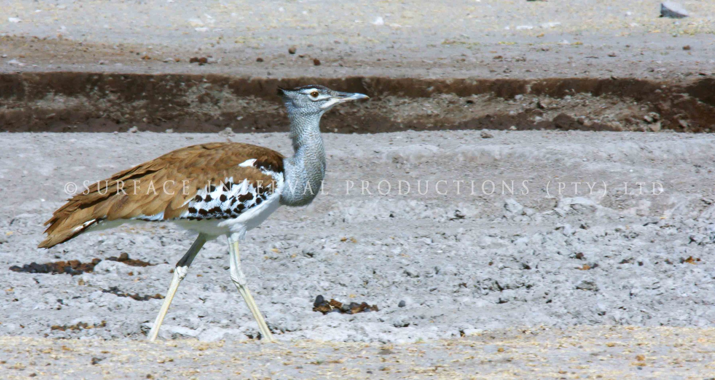 Kori bustard 002s.jpg