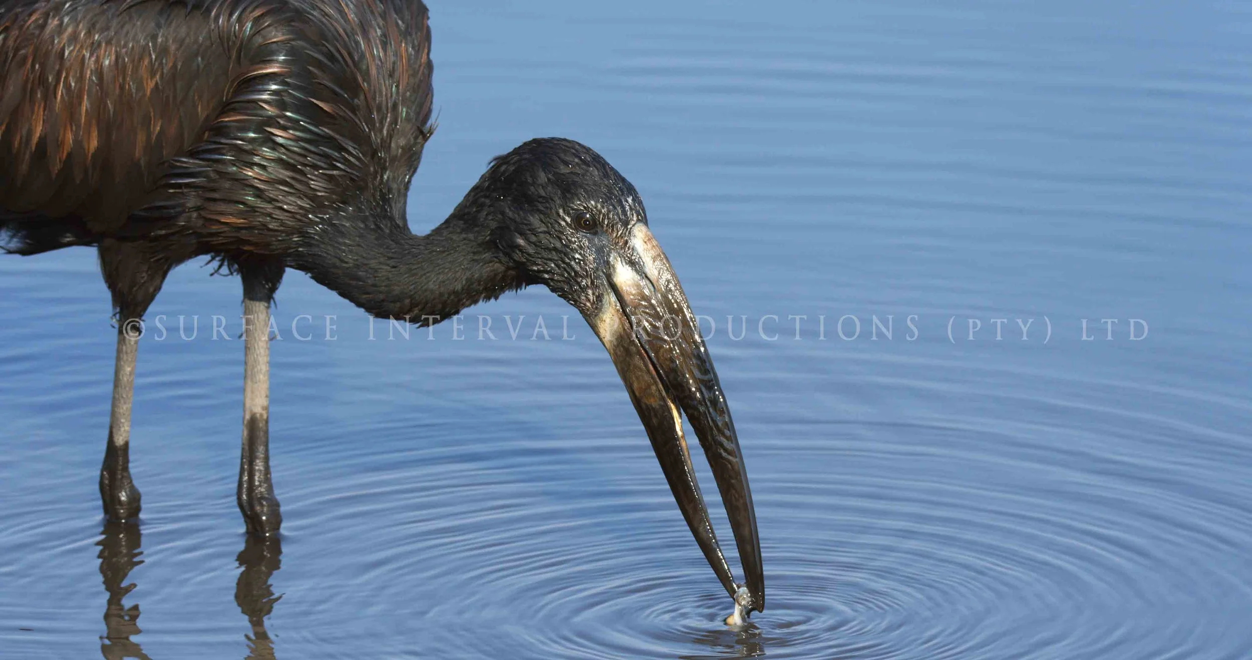 Openbill stork 005s.jpg