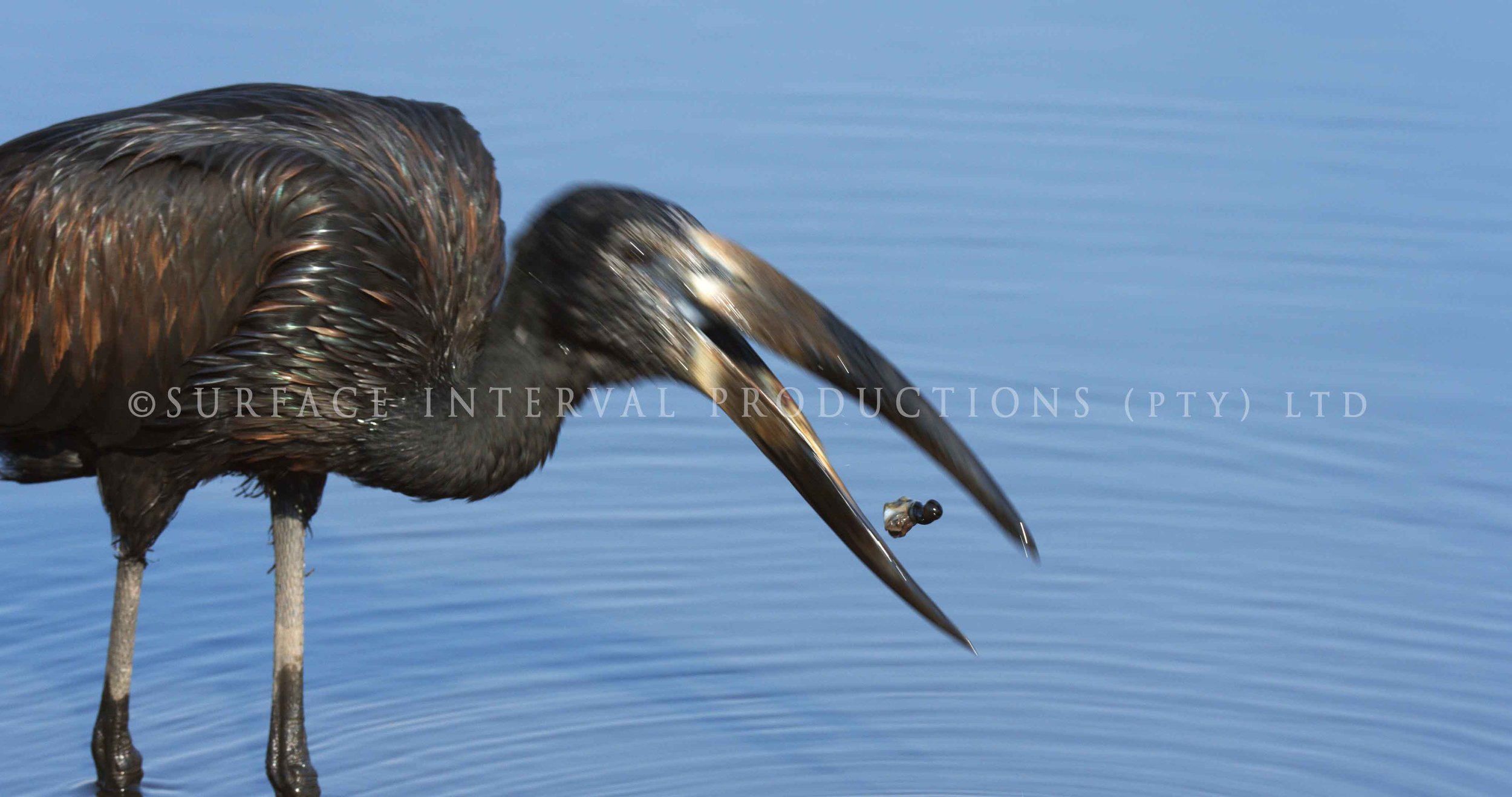 Openbill stork 006s.jpg