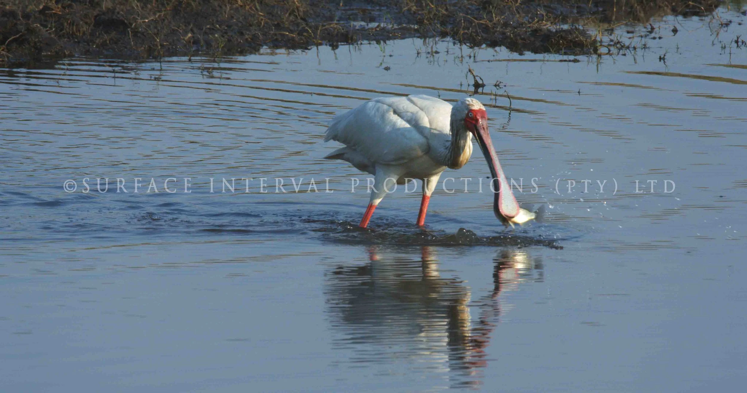 Spoobill Stork 002s.jpg