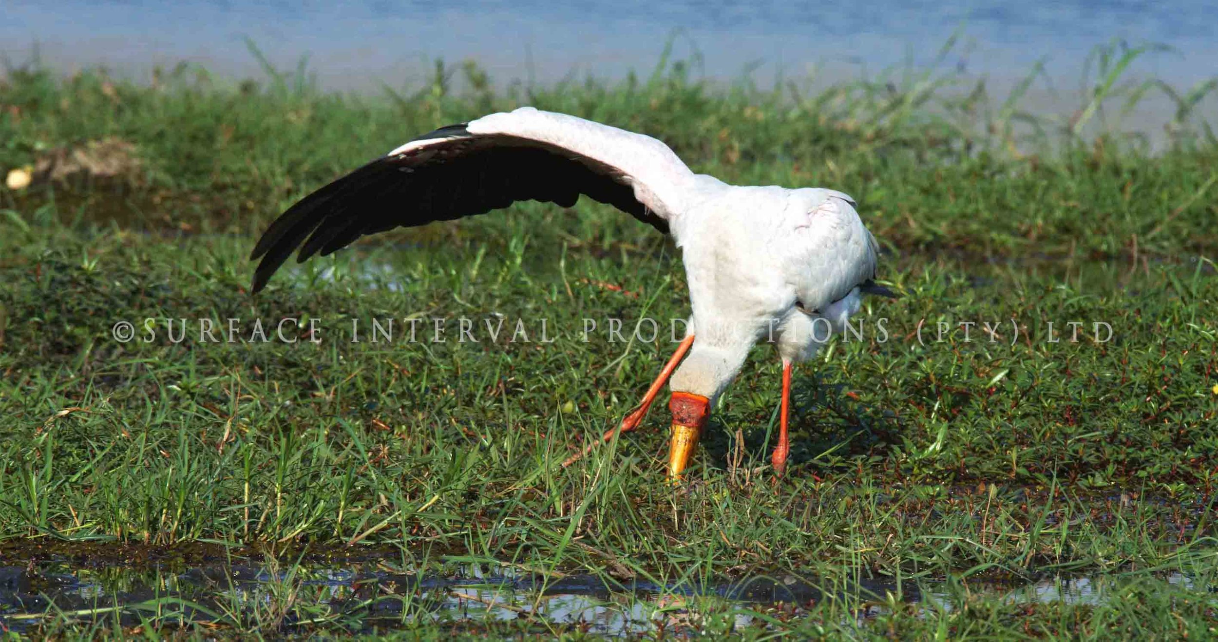 Yellowbill stork 001ss.jpg