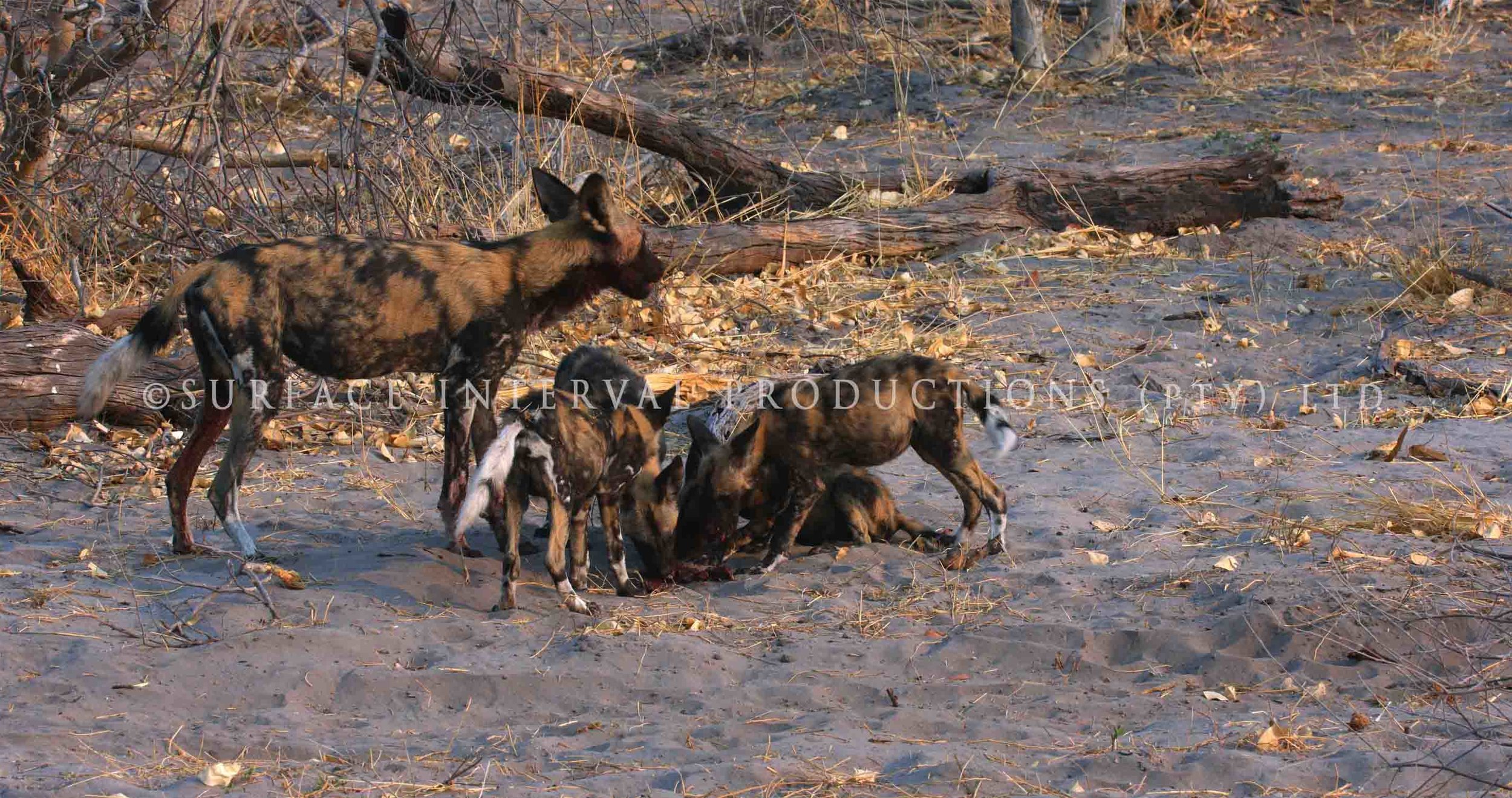 Wild Dogs 001ss.jpg