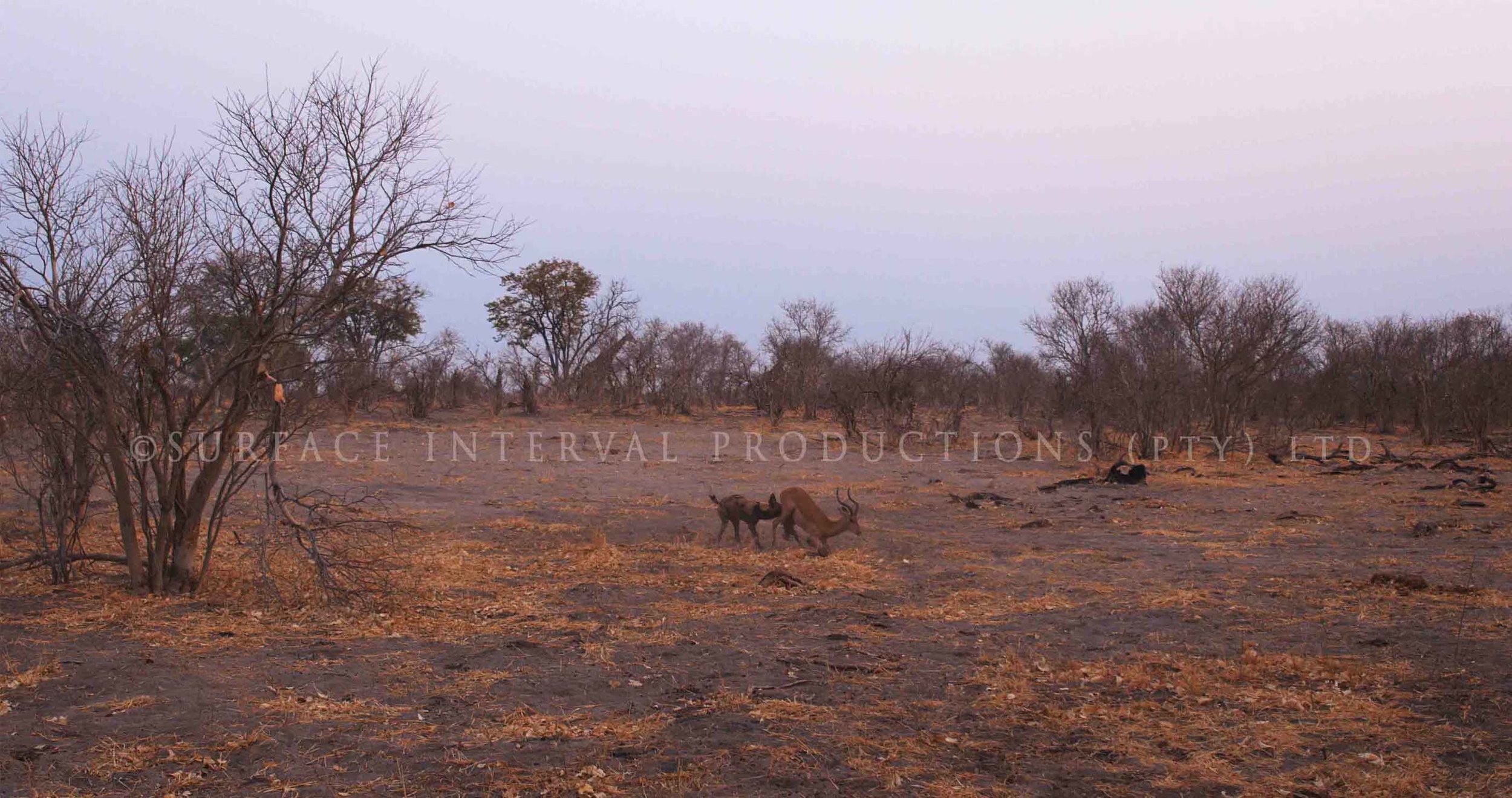 Wild Dogs 003ss.jpg