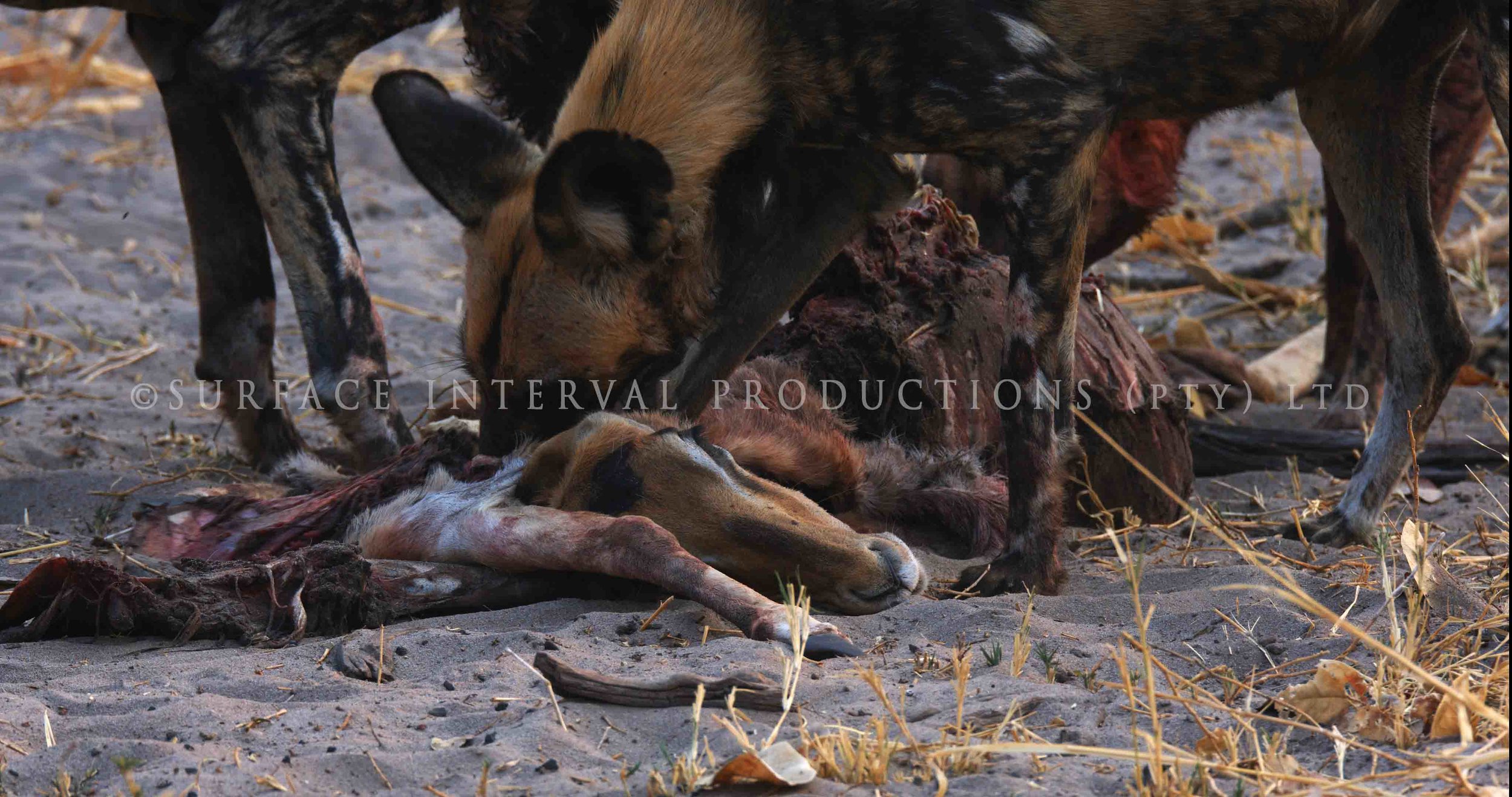 Wild Dogs 009s.jpg