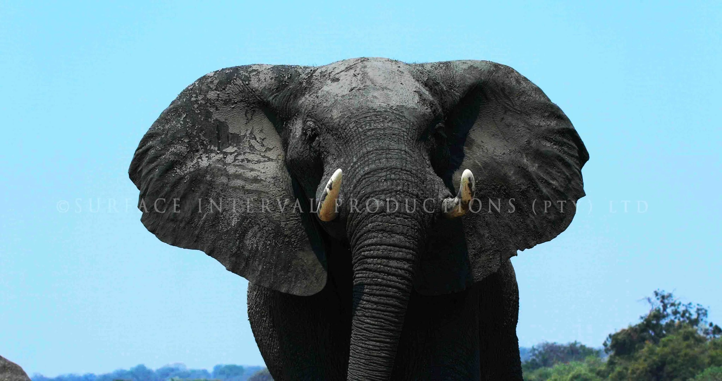 Elephant 000s.jpg