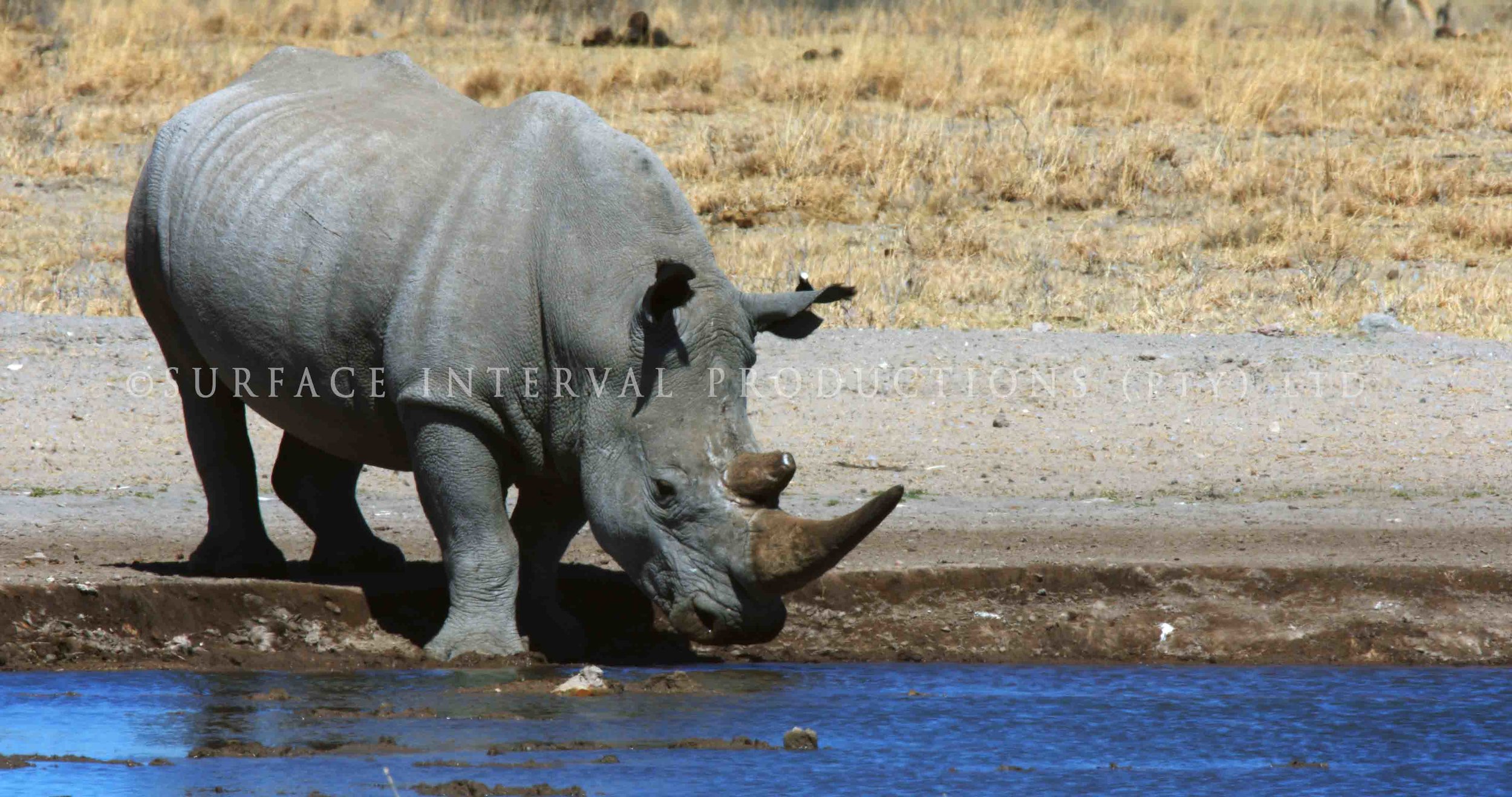 Rhino 001s.jpg