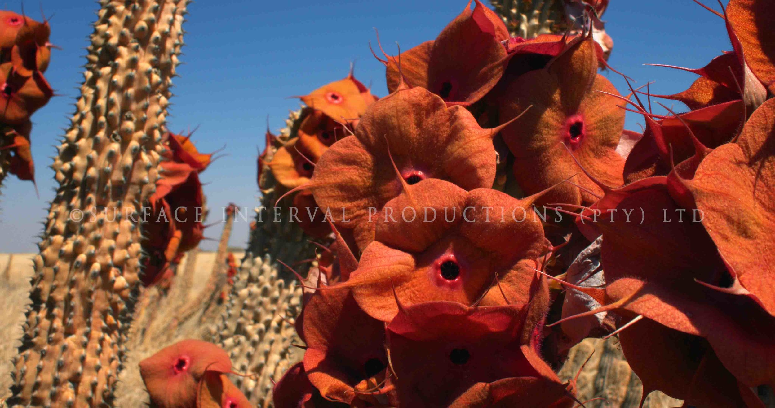 Hoodia gordonii 001s.jpg