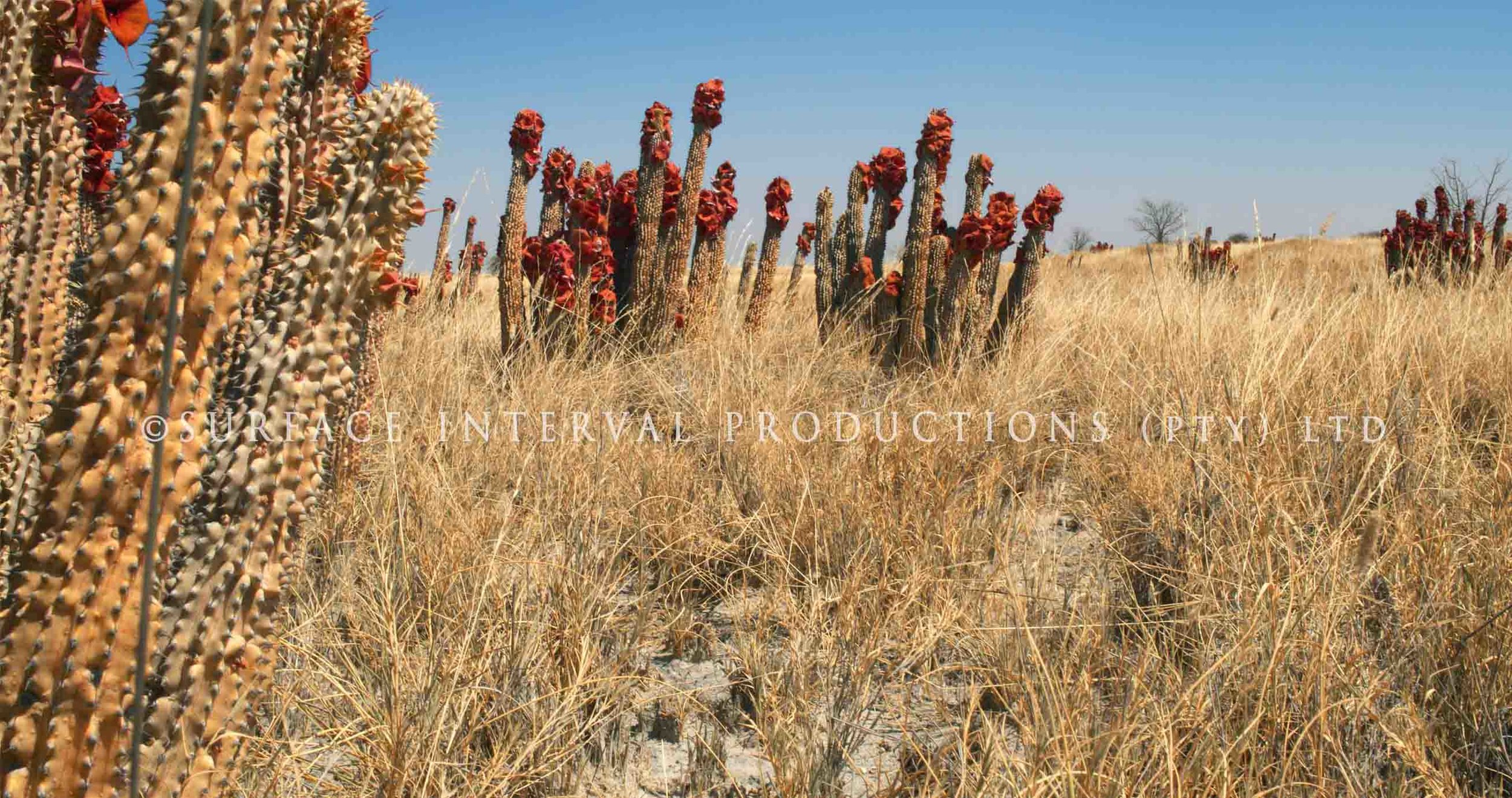 Hoodia gordonii 002ss.jpg