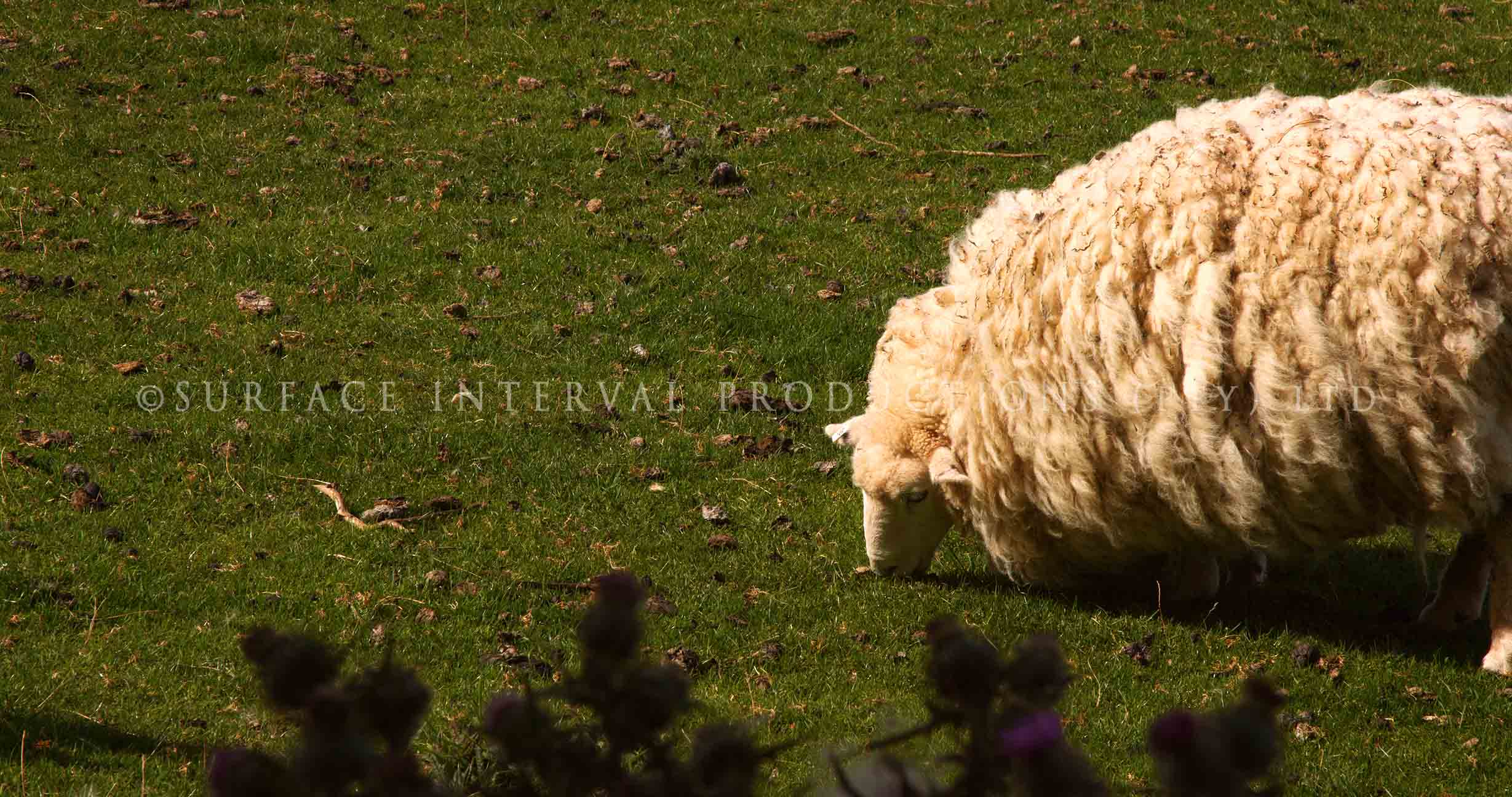 Animals 01.jpg
