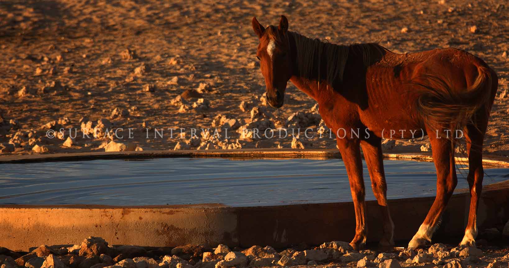 Ause Wild Horses 01.jpg