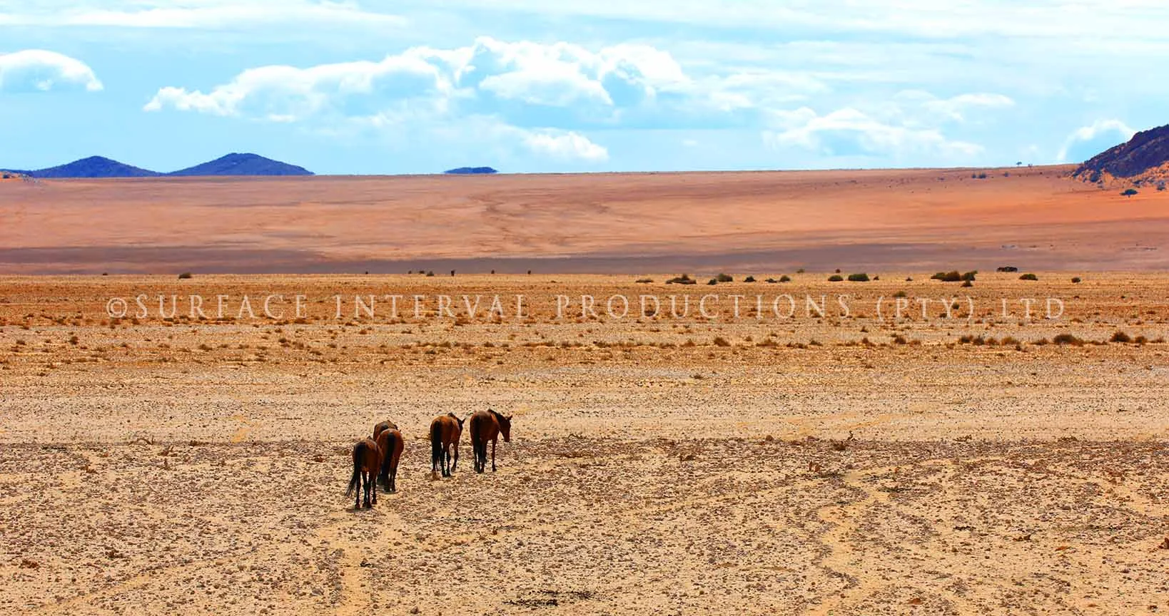 Ause Wild Horses 02.jpg